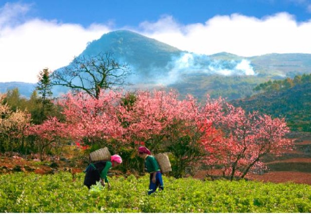 Hà Giang mùa hoa đào tháng 3