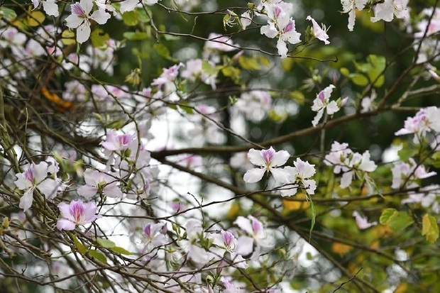 Hà Nội tháng 2 mùa hoa ban