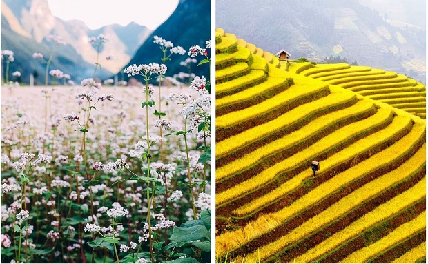 Kinh nghiệm du lịch H&agrave; Giang 2 ng&agrave;y 1 đ&ecirc;m m&ugrave;a tam gi&aacute;c mạch, m&ugrave;a l&uacute;a ch&iacute;n