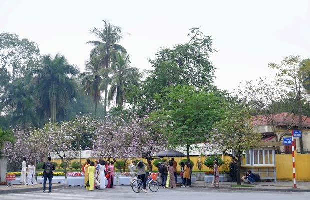 Hoa ban tuyến đường Bắc Sơn Hoàng Diệu