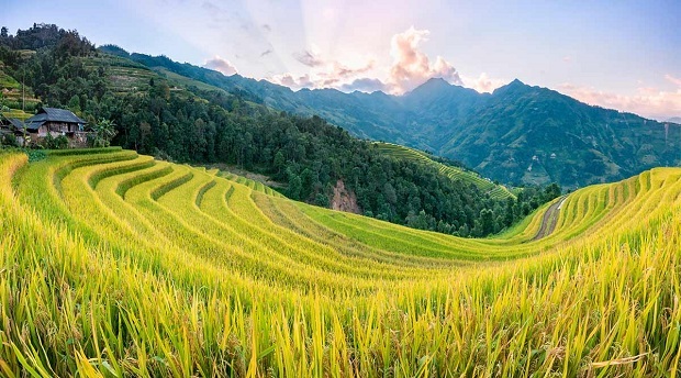 Bản Phùng Hoàng Su Phì Hà Giang lúa chín