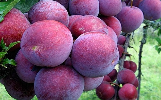 Kinh nghiệm du lịch Hoàng Su Phì