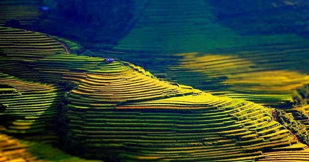 Kinh nghiệm du lịch Hoàng Su Phì