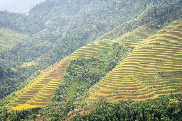 Kinh nghiệm du lịch Hoàng Su Phì