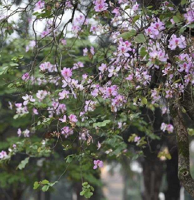 Cành hoa ban khẳng khi bông nở rộ ở hà nội