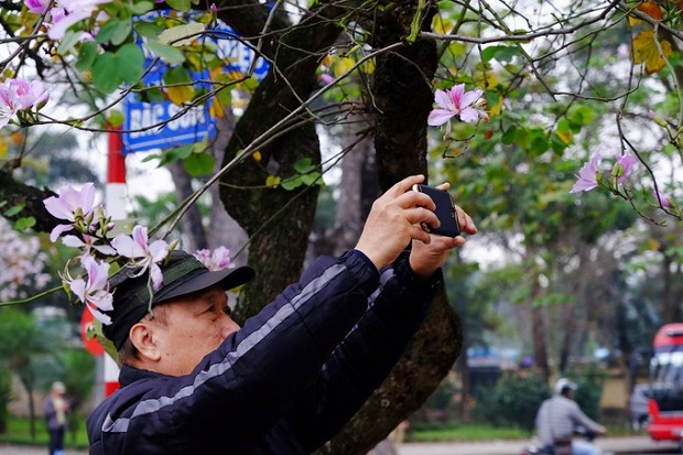 Du lịch hà nội mùa hoa ban