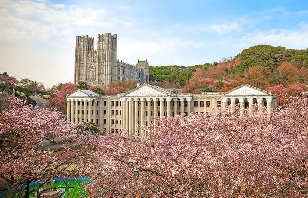 Du lịch Hàn Quốc mùa hoa anh đào - khuôn viên trường đại học Kyung Hee