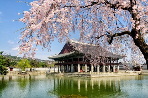 Du lịch Hàn Quốc mùa hoa anh đào - Cung điện Seoul