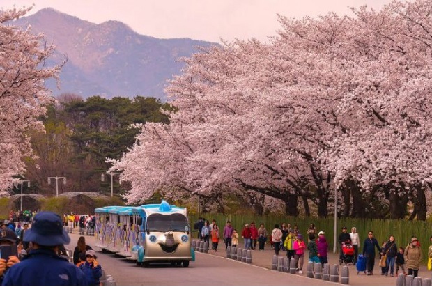 Du lịch Hàn Quốc mùa hoa anh đào - Công viên Seoul Grand