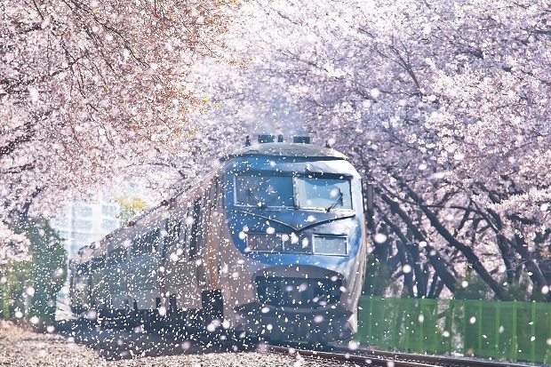 Du lịch Hàn Quốc mùa hoa anh đào - phương tiện công cộng