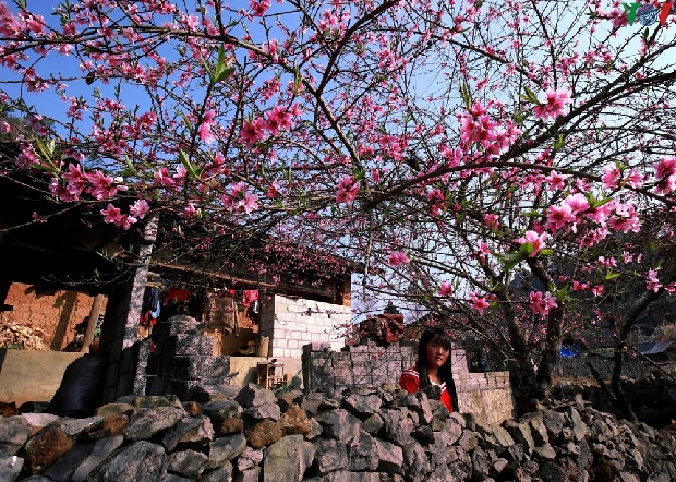 Ở Homstay Hà Giang mùa hoa đào