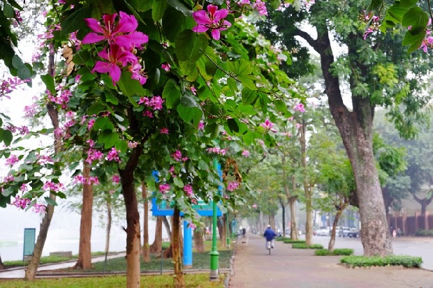 Hoa ban gần bờ Hồ Thiền Quang Hà Nội