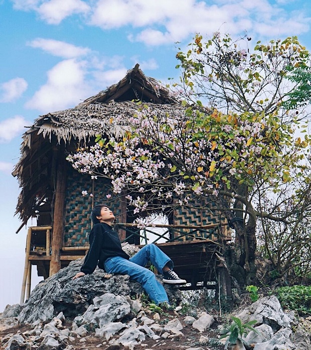 hoa ban no vao mua nao