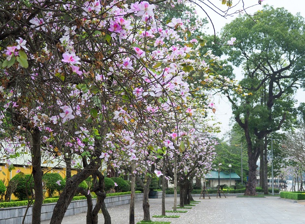 hoa ban no vao mua nao