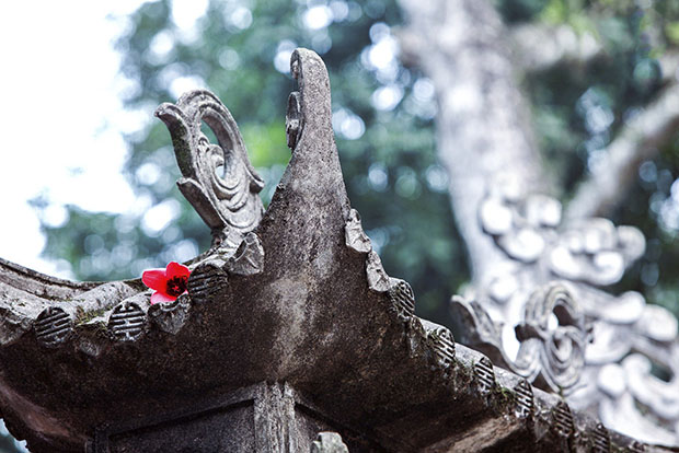 hoa gao no vao mua nao