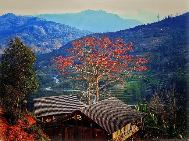 hoa gao no vao mua nao