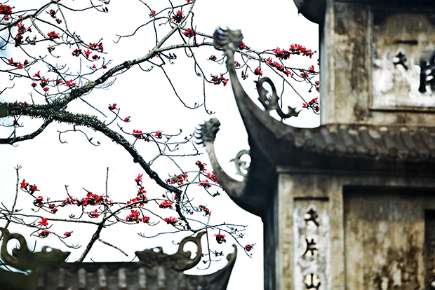 hoa gao no vao mua nao