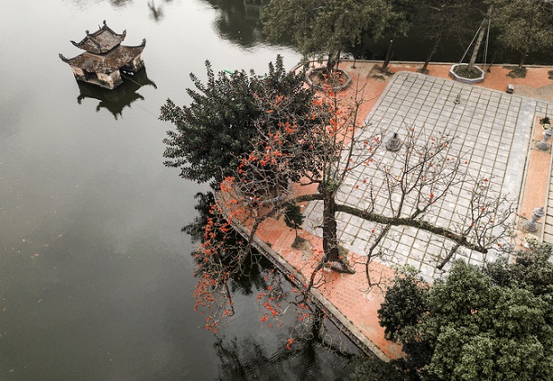 hoa gao no vao mua nao