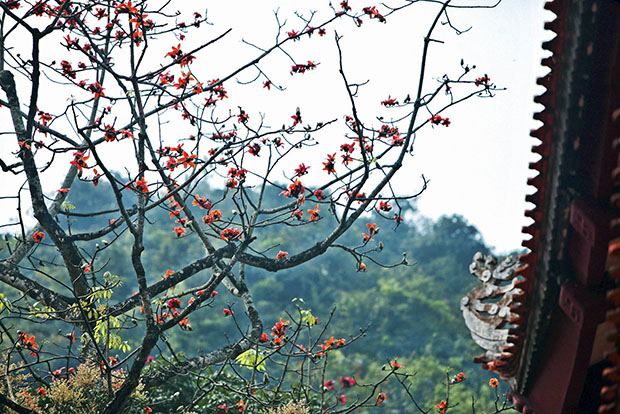 hoa gao no vao mua nao