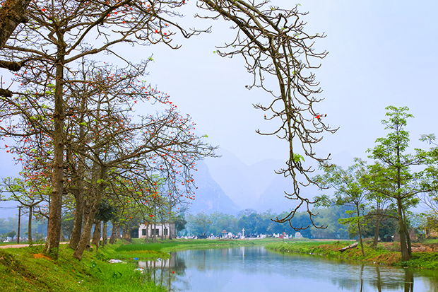 hoa gao no vao mua nao