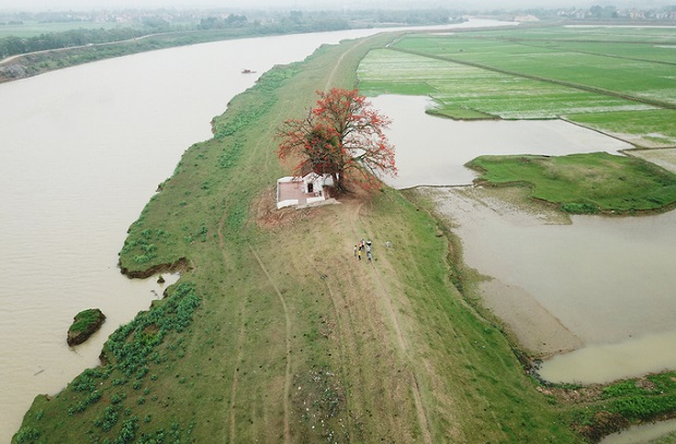 hoa gao no vao mua nao