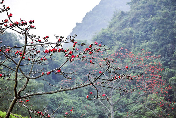 hoa gao no vao mua nao