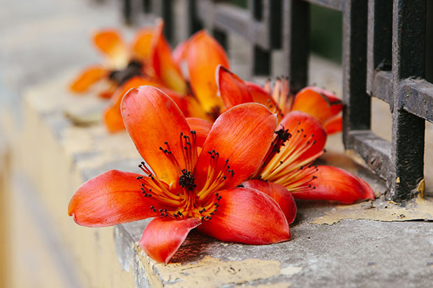 hoa gao no vao mua nao