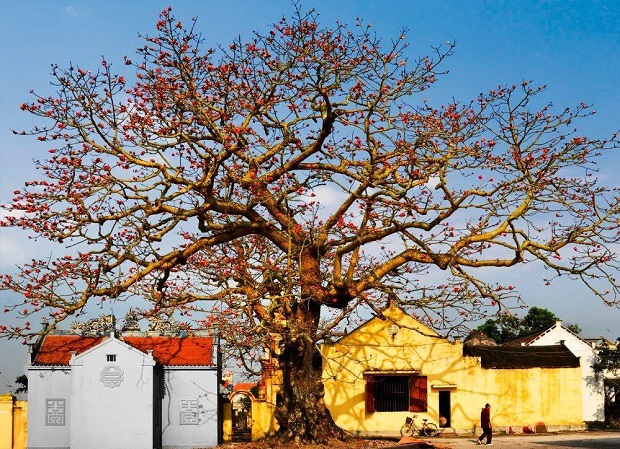 hoa gao no vao mua nao