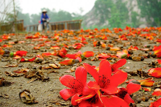 hoa gao no vao mua nao