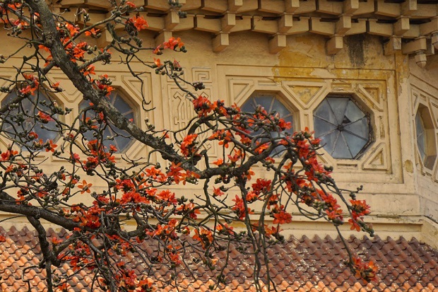 hoa gao no vao mua nao