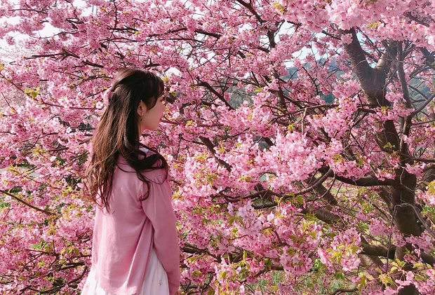 Lịch nở hoa anh đào Nhật Bản 2023 - hoa anh đào