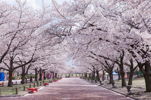 Lịch nở hoa anh đào Nhật Bản 2023 - Công viên kỷ niệm Expo’70