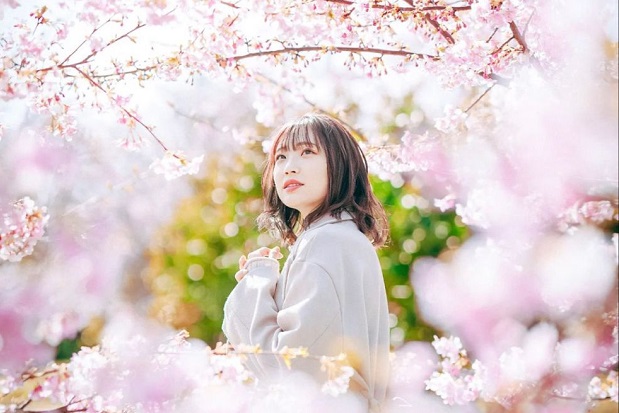 Lịch nở hoa anh đào Nhật Bản 2023 - check in hoa anh đào