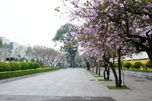 Mùa hoa ban Hà Nội trên phố Bắc Sơn