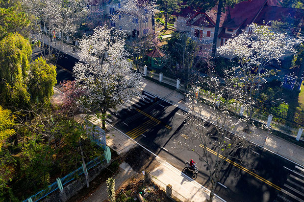 mua hoa ban trang da lat