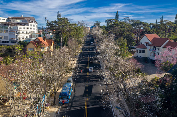 mua hoa ban trang da lat