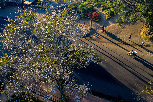 mua hoa ban trang da lat