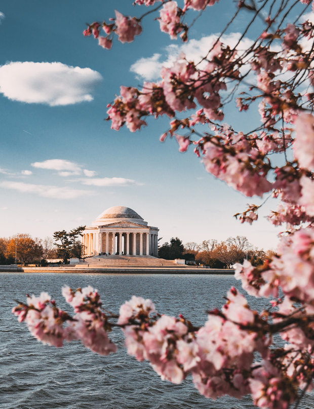 mùa hoa anh đào nước Mỹ