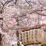 [MỚI] Trọn bộ Kinh Nghiệm du Lịch Nhật Bản tháng 4 chi tiết, hữu ích