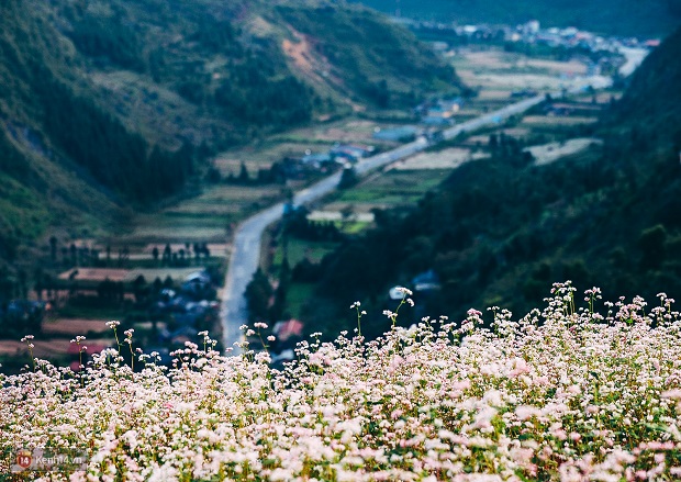 Hà Giang mùa hoa tam giác mạch lich-trinh-du-lich-ha-giang-tu-tuc