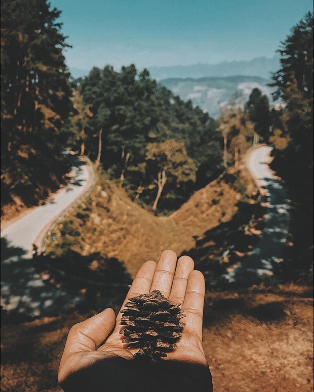 Rừng thông Yên Minh Hà Giang kinh-nghiem-du-lich-ha-giang-tu-tuc
