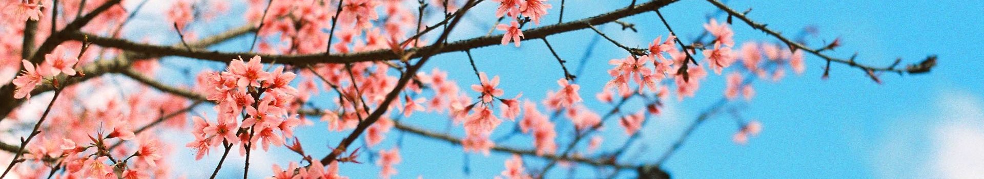 Image Banner default