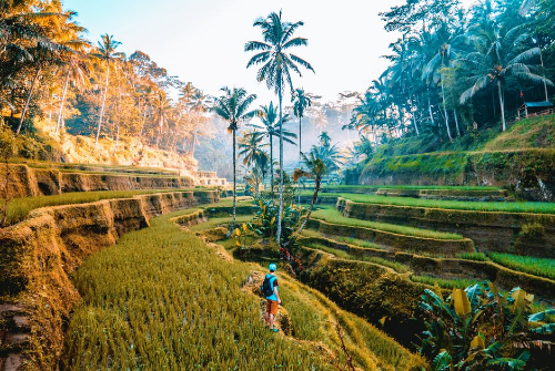 Vẻ đẹp bình yên ở ruộng bậc thang Tagalalang vé máy bay từ Đà Nẵng đi Denpasar