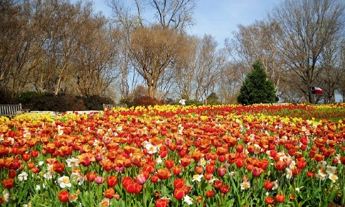 Khu vườn Dallas Arboretum ve may bay tu da nang di dallas