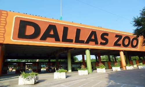 Dallas Zoo ve may bay tu da nang di dallas