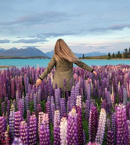 đặt vé máy bay đi auckland rẻ nhất