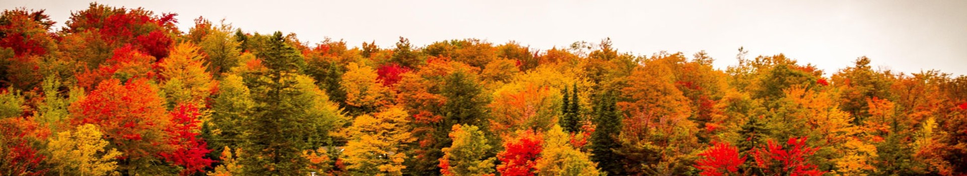 Image Banner default