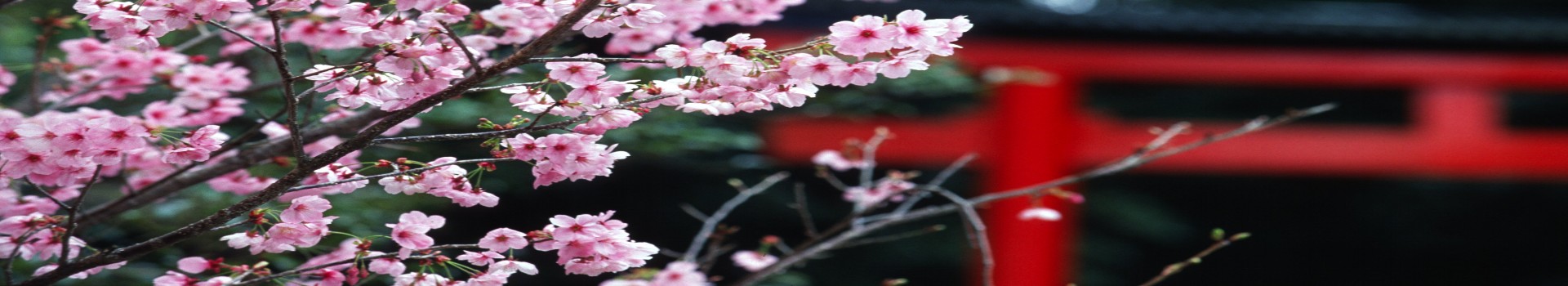 Image Banner default