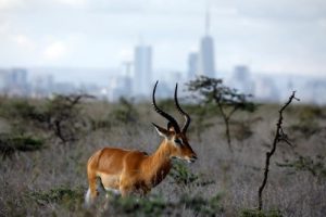 Đặt Vé Máy Bay Đi Nairobi Giá Rẻ