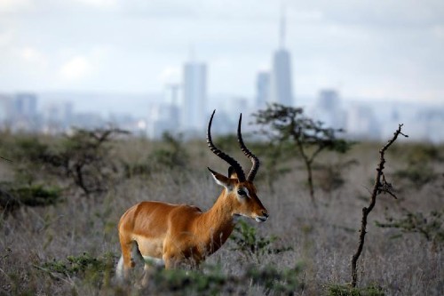 v&eacute; m&aacute;y bay đi Nairobi